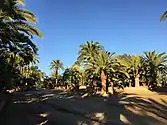 Phoenix canariensis (Canary Island date palm) collection at South Coast Wholesale Nursery San Diego, California