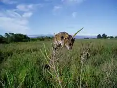 The salt marsh harvest mouse