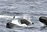 Long-finned Pilot Whales off southeast of Block Island