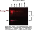 Phycobilisome versus cyanine dye detection capabilities in Western blot application.