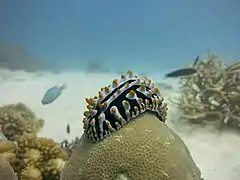 Phyllidia varicosa