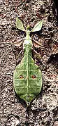 Phyllium sp., Sumatra