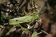 Phymateus viridipes