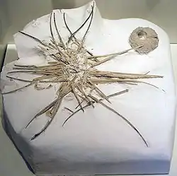 Phymosoma granulosum (Phymosomatoida)