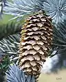 Mature cone