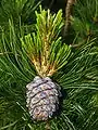 Cone
