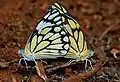 Wet-season form mating in Hyderabad, India