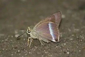 Plain banded awl (Hasora vitta)