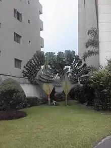 Ravenalas growing between two buildings in Kinshasa, Democratic Republic of Congo. The plane (here perpendicular to the north-south axis) of these two plants is orientated to maximize daylight absorption