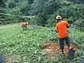 Planting Program
