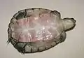 Plastron of T. decussata angusta