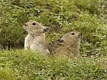 Brown pikas