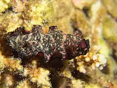 Pseudobiceros bedfordi