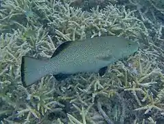 Squaretail coral grouper (Plectropomus areolatus)
