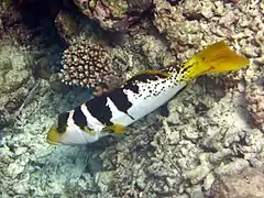 Black-saddle coral grouper (Plectropomus laevis) (juvenile)