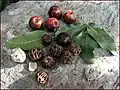 fruits & seeds