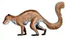 Plesiadapis tricuspidens