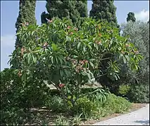 Pink Plumeria rubra ree