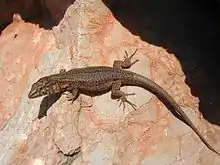 Lilford's wall lizard