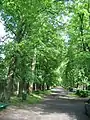 side street with mature trees