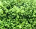 Henkels yellowwood foliage.