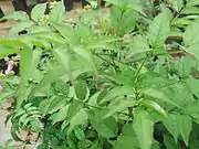 Leaves