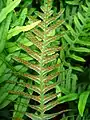 polypody