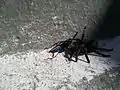 A pompilid has captured a spider in Quito, Ecuador.