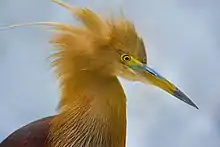 Image 68Pond herons are herons, typically 40–50 cm (16–20 in) long with an 80–100 cm (31–39 in) wingspan, which mostly breed in the tropical Old World. The photo shows a heron at Bangabandhu Sheikh Mujib Safari Park.Photo Credit: Abdul Momin