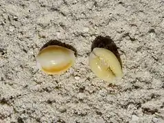 Naria helvola sp.