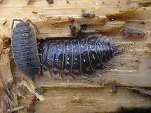 Image 15Porcellio scaber and Oniscus asellus (Peracarida: Isopoda) (from Malacostraca)