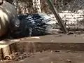 Porcupine