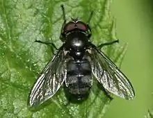 Portevinia