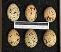 Eggs at Museum Wiesbaden, Germany