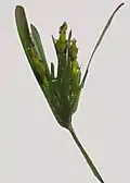 "Posidonia oceanica flowers"