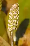 "Potamogeton natans flowers"