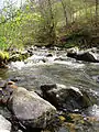 Source River Tresnjice, mountain Povlen