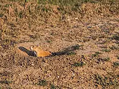 A prairie dog; part of an extensive colony in the park