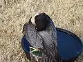 Peregrine falcon preening its feathers.