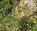 Triteleia ixioides subsp. analina, plant (eastern High Sierras)