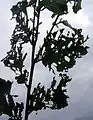 Typical foliage damage sustained in England