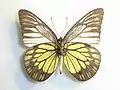 Prioneris philonome vollenhovi