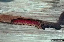 alt = Worm/larva