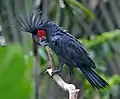 Palm cockatoo
