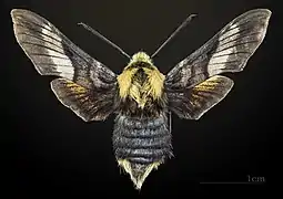 dorsal