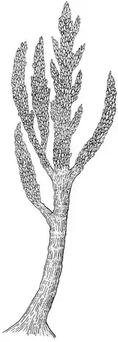 Prototaxites, an 8 meter genus of fungus.