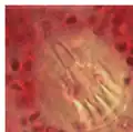 Genital atrium and stylet