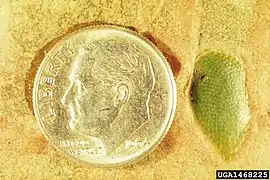 Egg