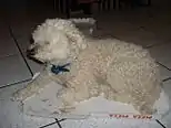 Some owners choose to clip Puli coats to help keep the dog cool in hot weather