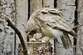 The spectacled owl consuming prey